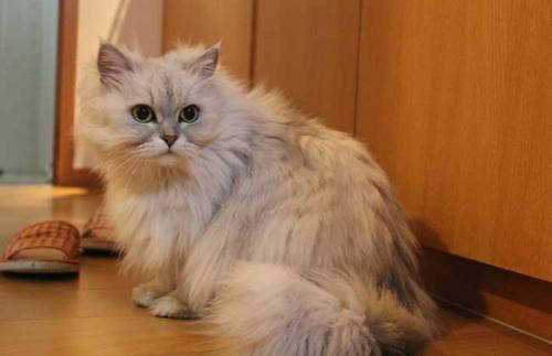 如何区分猫耳屎和耳螨图片