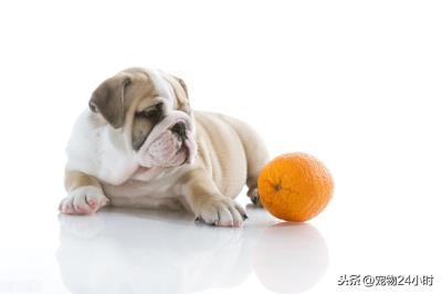 给狗狗吃水果要注意些什么