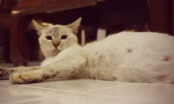 猫怀孕期间为何会瘦