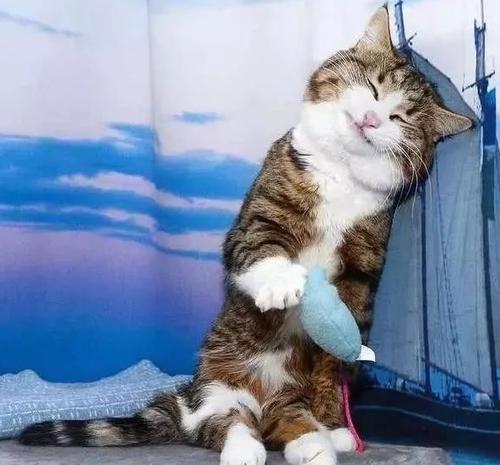 猫咪生之前会一直叫吗