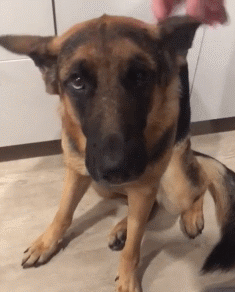 德国牧羊犬难养吗