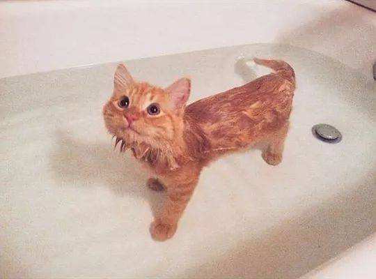 猫咪能用人的洗发露或者沐浴露吗