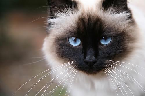 看完这几只猫还认得哪只是伯曼猫吗