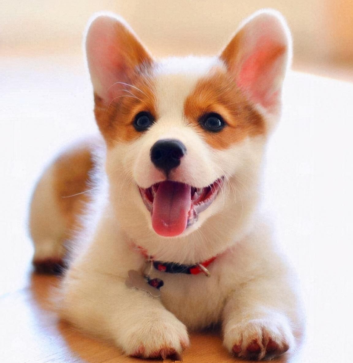 纯种柯基犬价格一览表