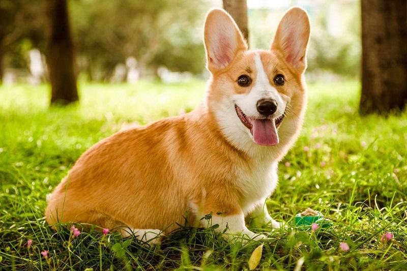 教你挑选纯种柯基犬的六个方法