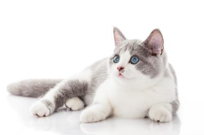 小猫生病不吃东西怎么办
