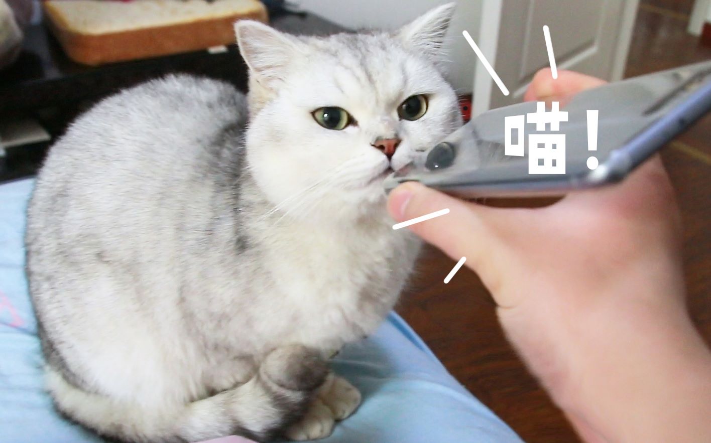 猫老在面前嗷呜叫是为啥呢