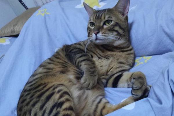豹猫怎么养才听话呢
