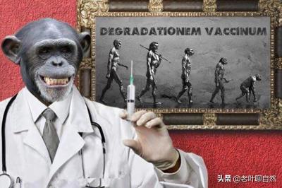 小动物的自我治疗方法