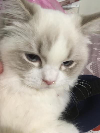 猫咪鼻子湿是怎么回事