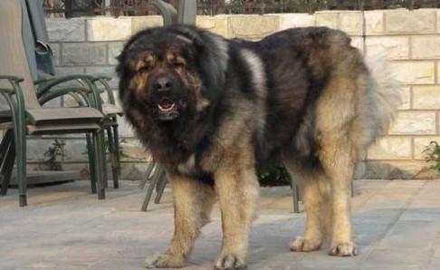 高加索犬十个不养理由
