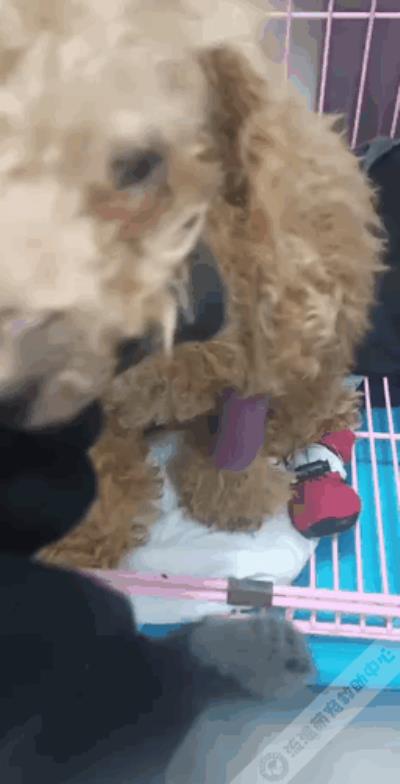 三个月幼犬得细小能救活吗