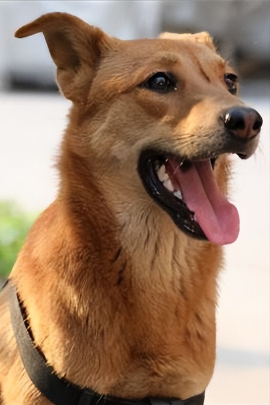正宗的中华田园犬介绍