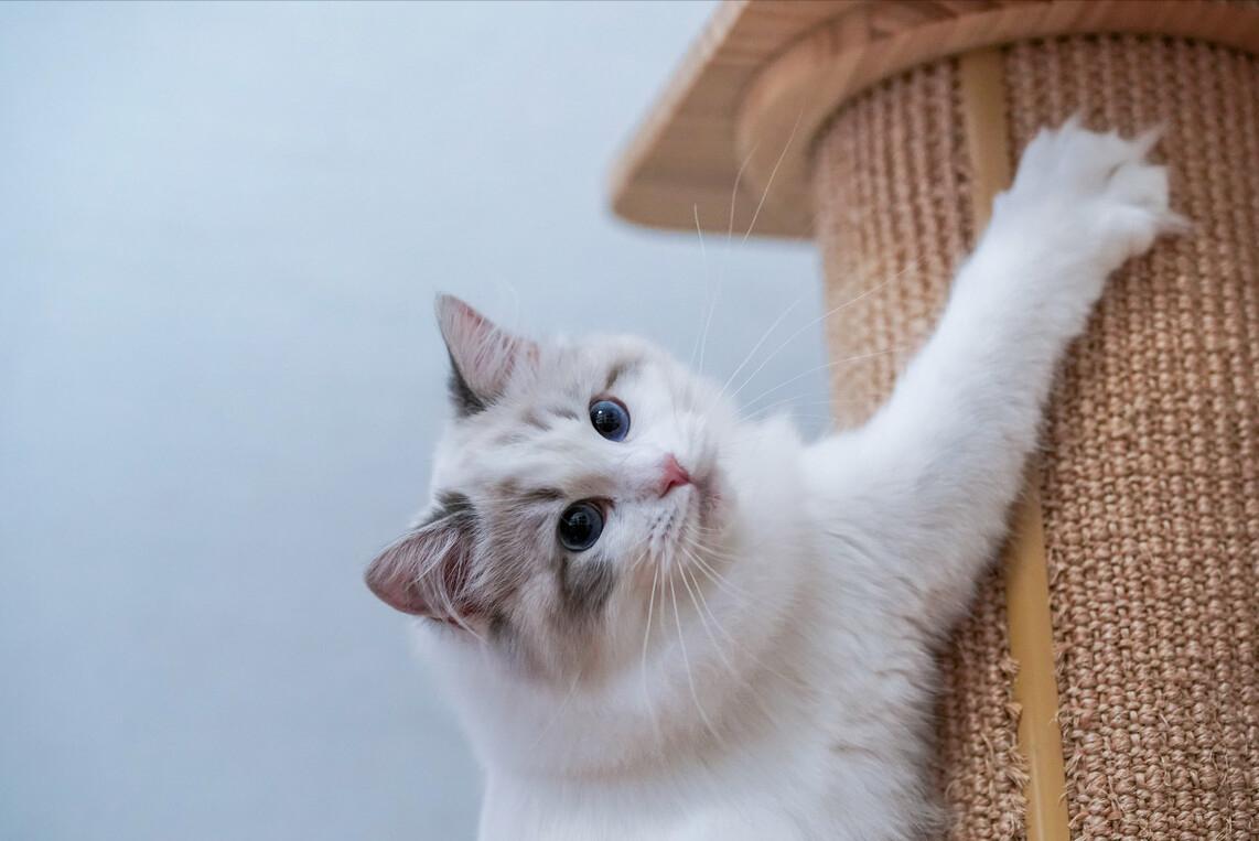 布偶猫认主人的几种行为