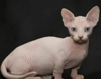 斯芬克斯猫是家猫基因突变猫