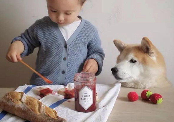 有孩家庭该养哪种“小型犬”