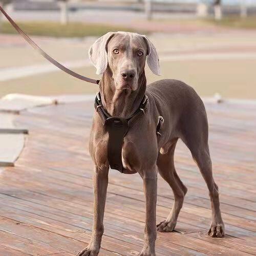 大丹犬怎么喂养
