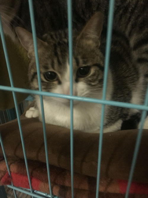 猫咪突然萎靡不振的原因