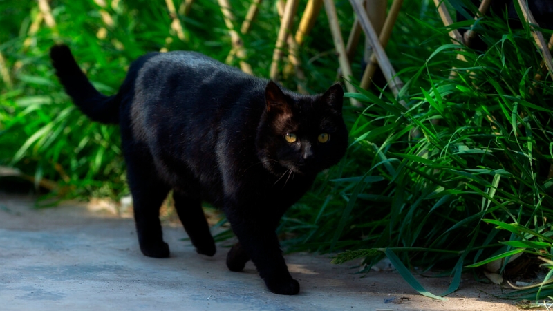 大黑猫图片