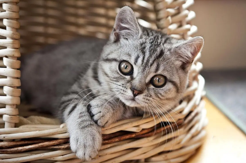 猫咪脖子有鼓包是怎么了