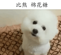 比熊一到12个月变化图有吗