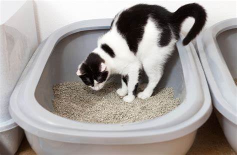 猫咪便血是因为什么