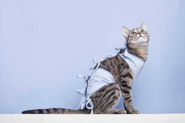 猫绝育后的护理及事项