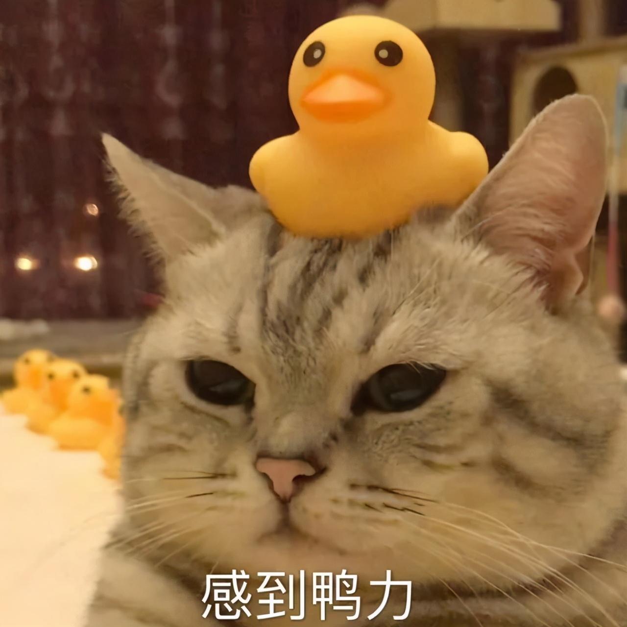 不掉毛的猫品种介绍