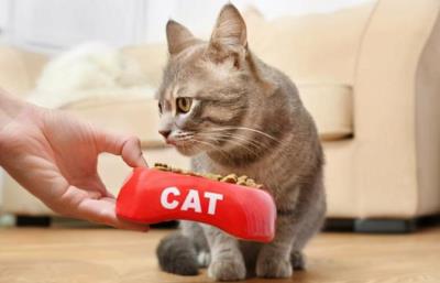 猫咪食欲差是怎么回事