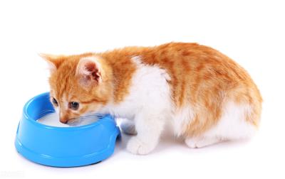 猫可以喝酸奶吗
