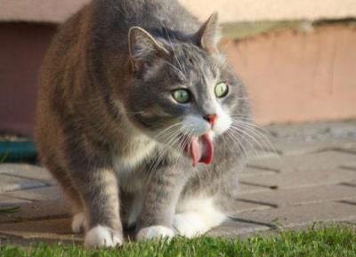 猫咪吐白沫子是什么原因