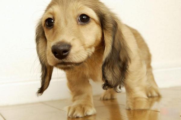 怎么养可卡犬