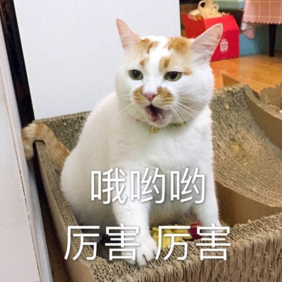 为何“中华田园猫”会被歧视