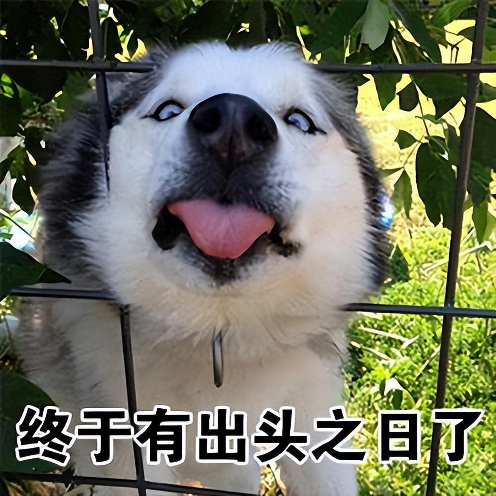 推荐公认好养的五种狗狗