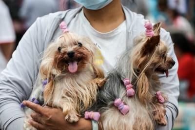 狗狗可以吃花生吗