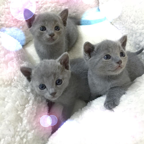 猫抱着你的手又咬又蹬该怎么办