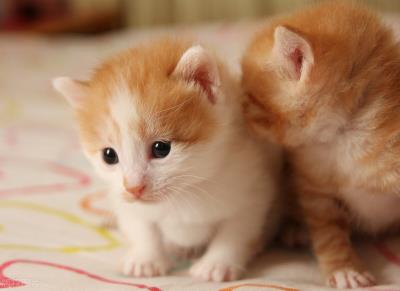 猫咪得了猫鼻支是什么症状