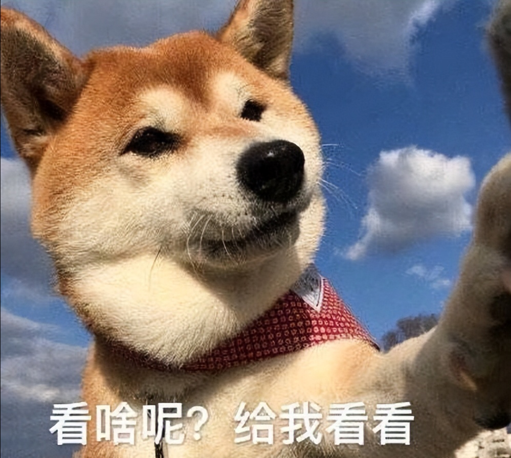 狗狗总是舔小便处是怎么回事