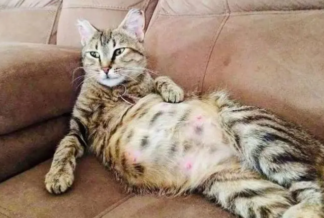 母猫成功受孕如何照顾