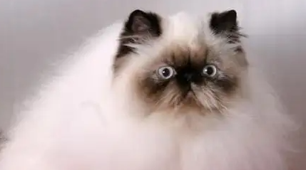 喜马拉雅猫涨奶会出事