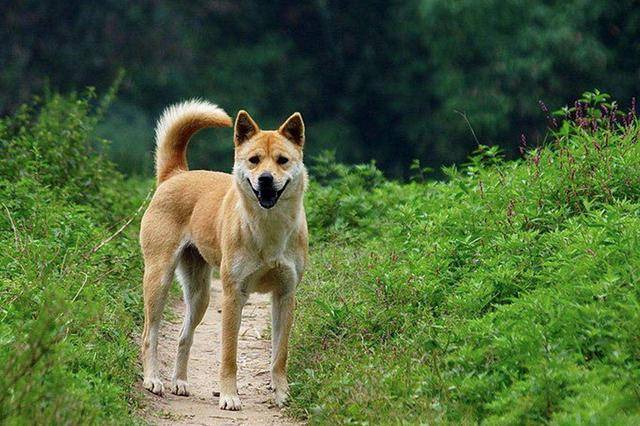 中国十大名犬排名
