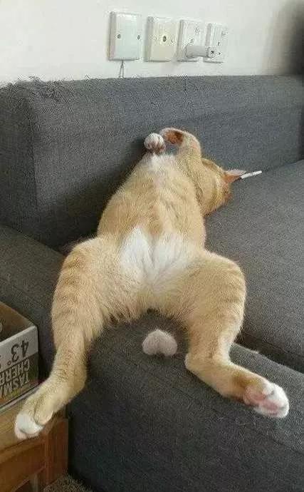 猫颜色遗传配色表单