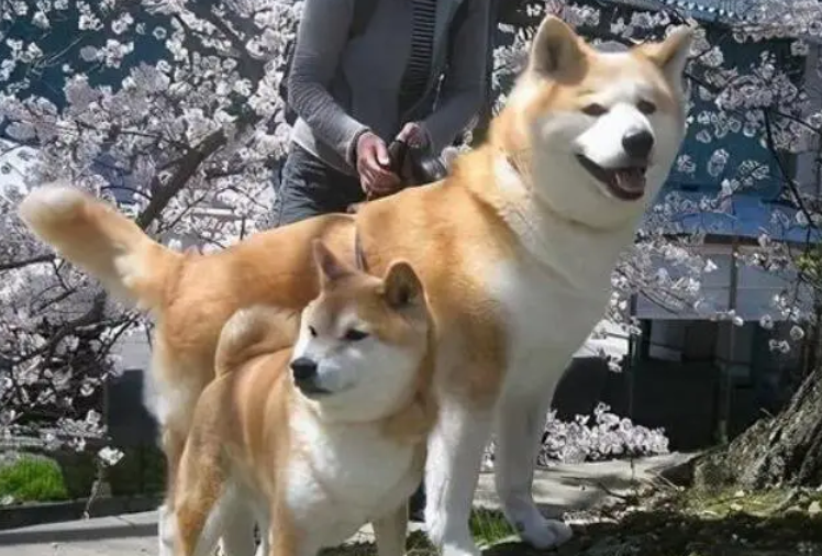柴犬VS秋田犬哪个更忠诚呢