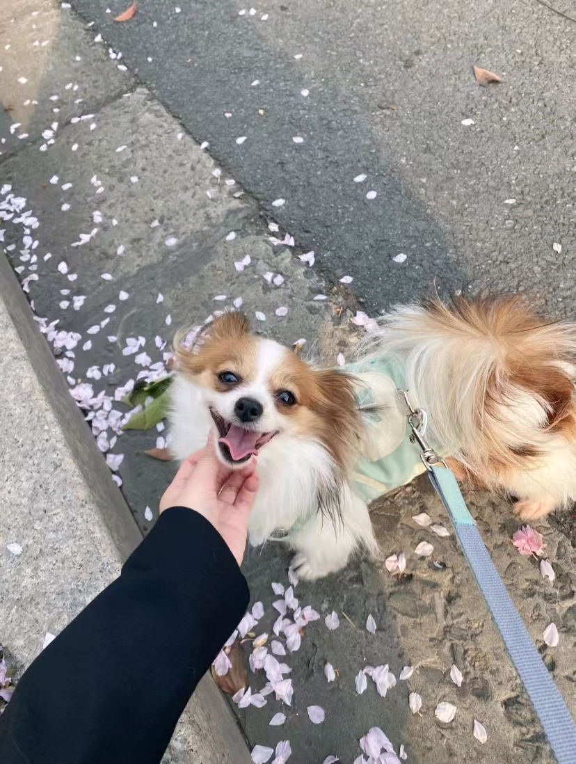 蝴蝶犬好养吗