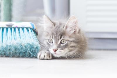 猫咪眼睛发炎会自愈吗