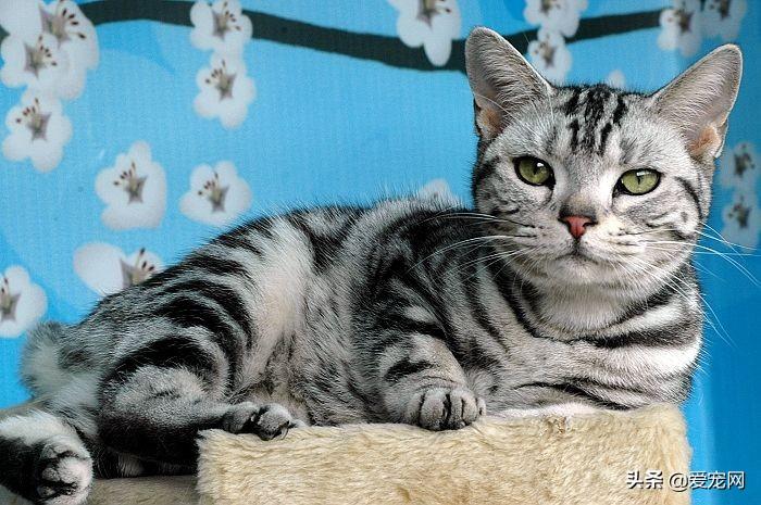 盘点十大适合家养的猫