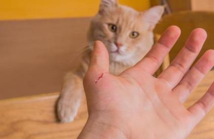 被猫抓伤的死亡率为零