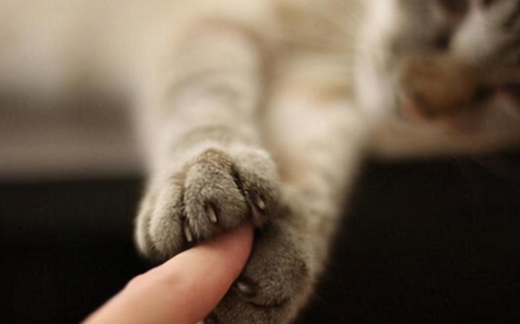 建议新手养的7种猫