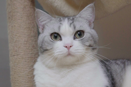 猫发烧多表现为何症状