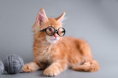 小猫多久断奶吃猫粮